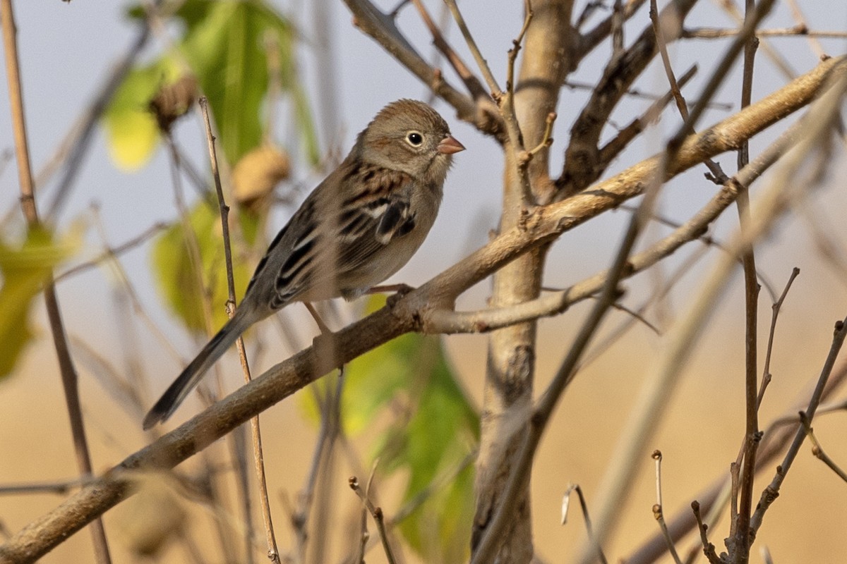 Field Sparrow - ML624794658