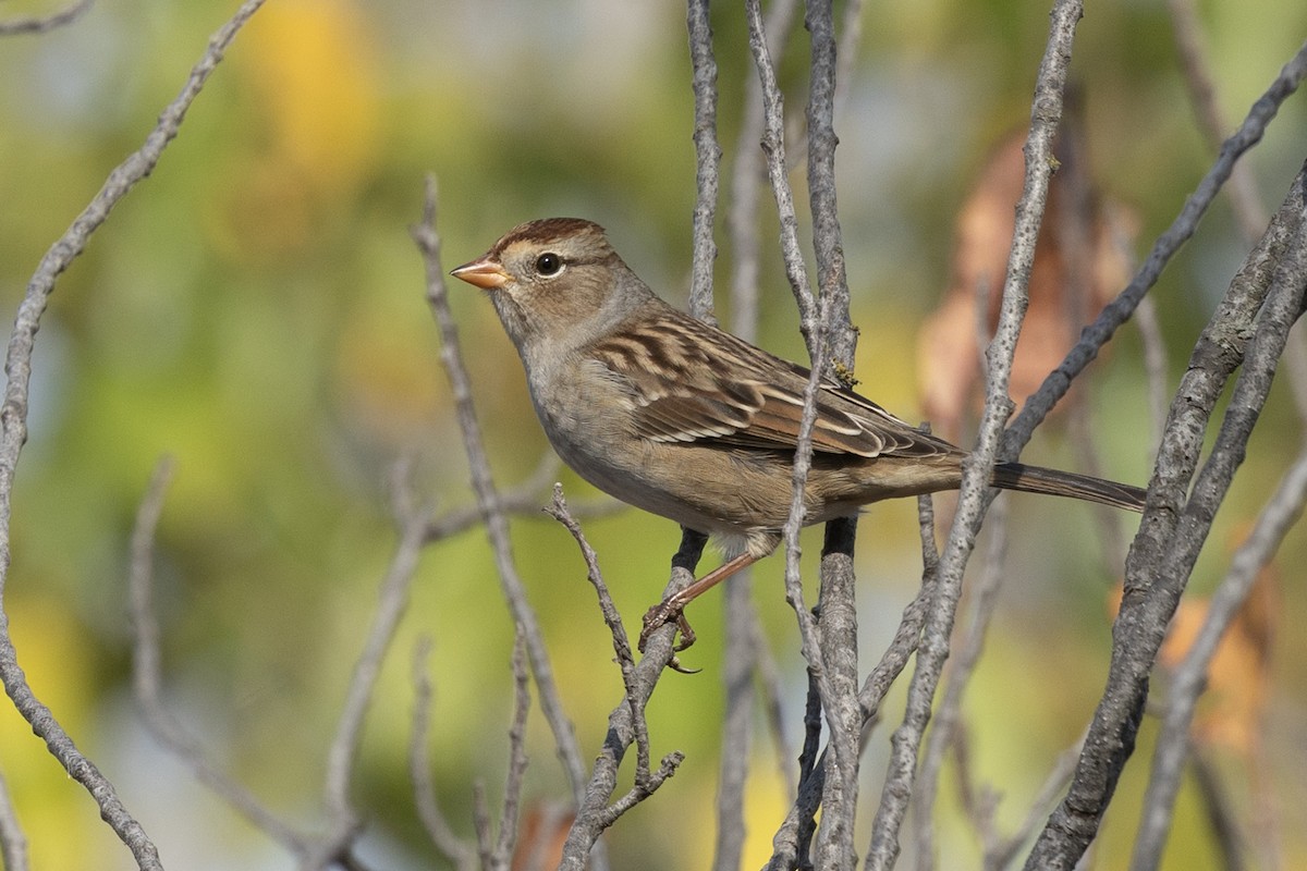 White-crowned Sparrow - ML624794662