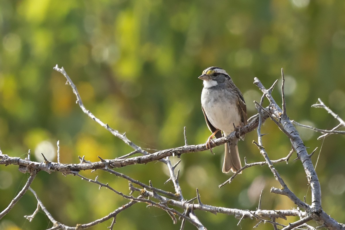 White-throated Sparrow - ML624794677