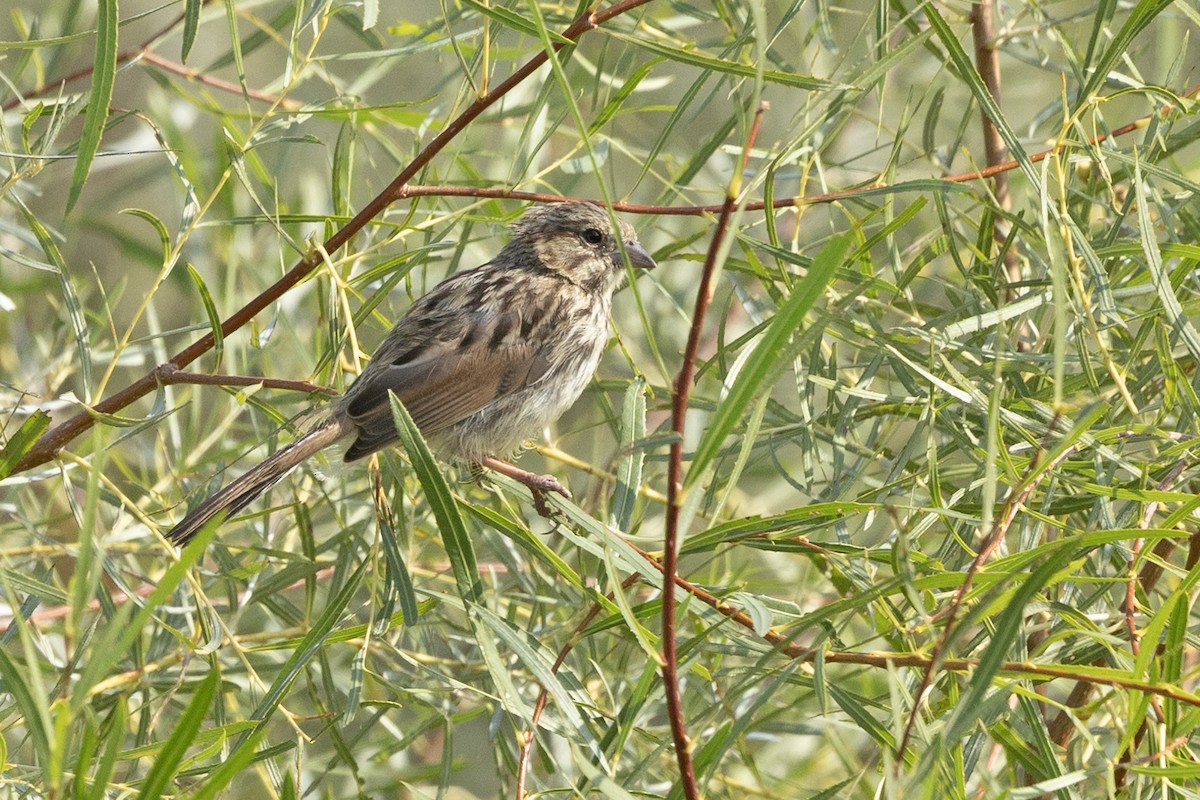 Song Sparrow - ML624794680