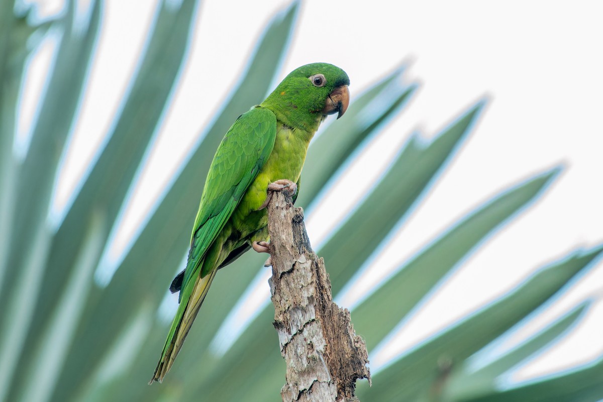 Pacific Parakeet - ML624794778