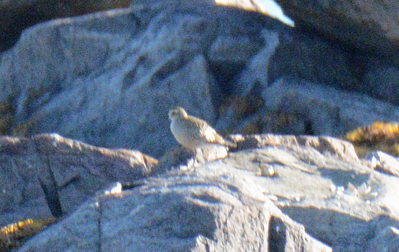 American Golden-Plover - ML624794837