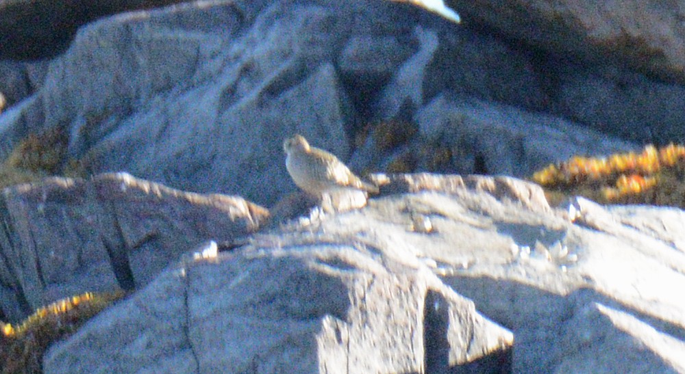 American Golden-Plover - ML624794838