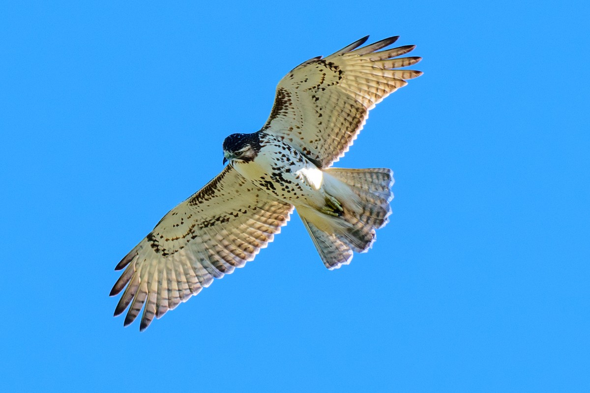 Red-tailed Hawk - ML624794913