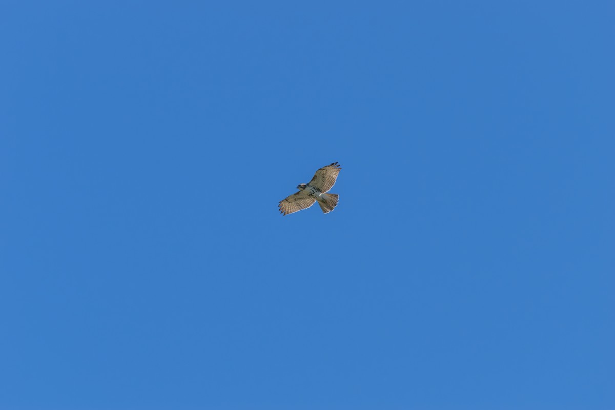 Red-tailed Hawk - ML624794918
