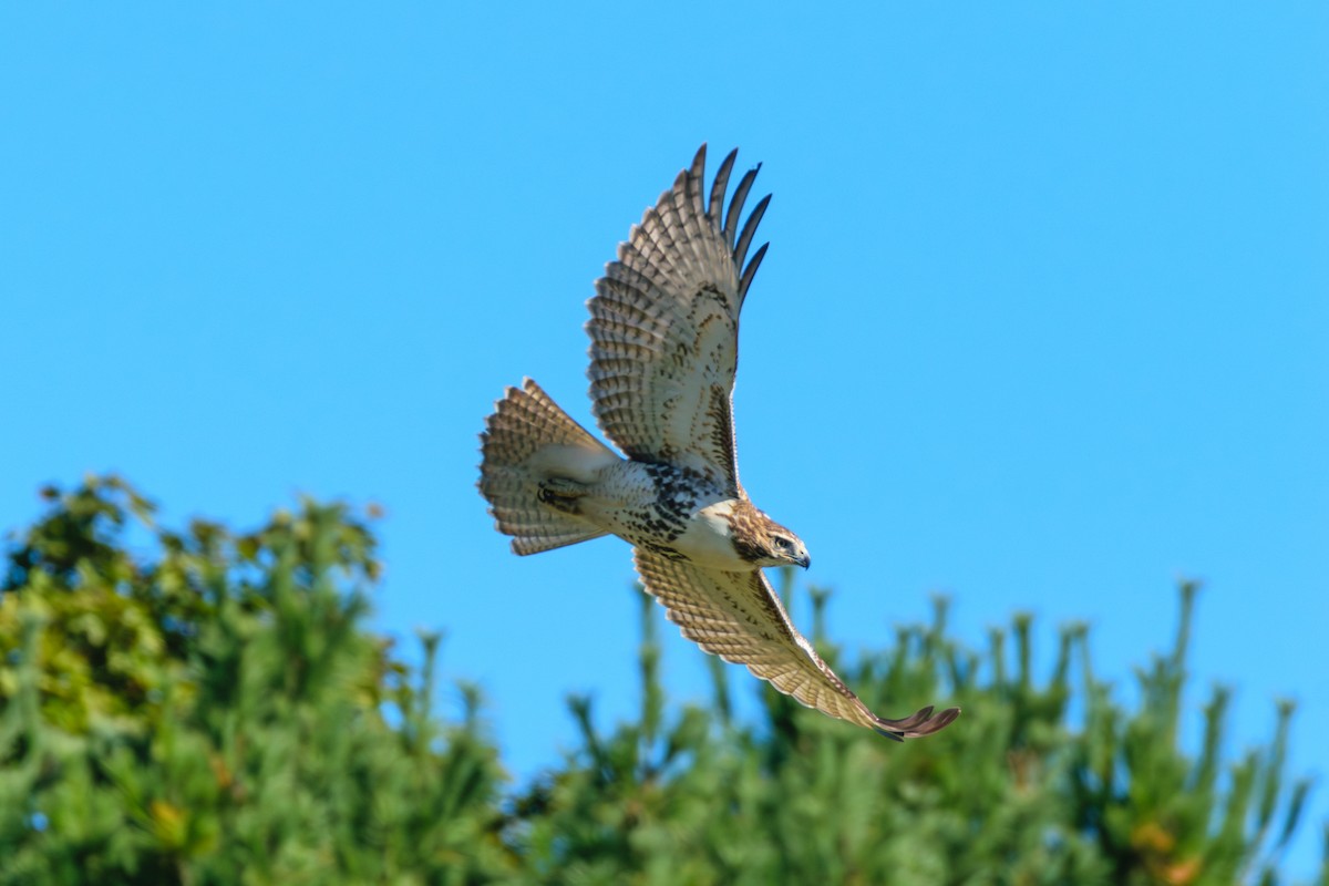 Red-tailed Hawk - ML624794919