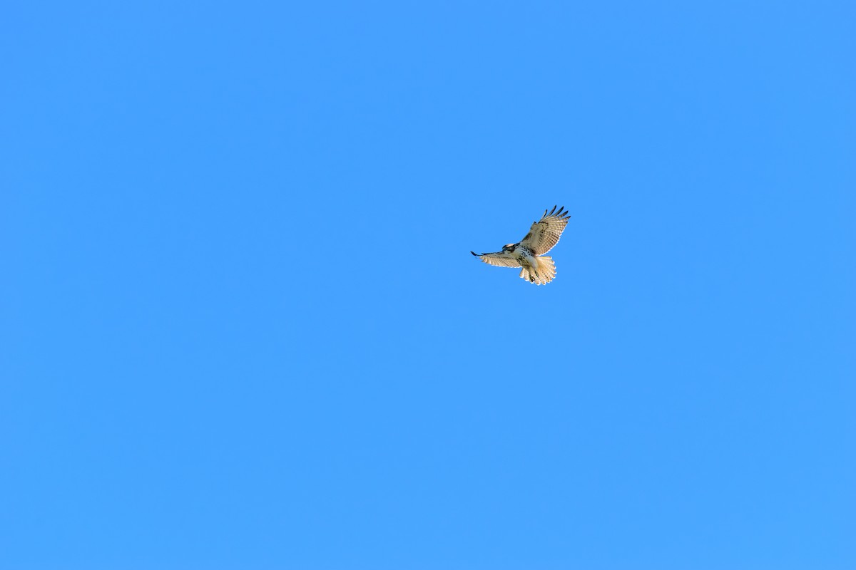Red-tailed Hawk - ML624794920