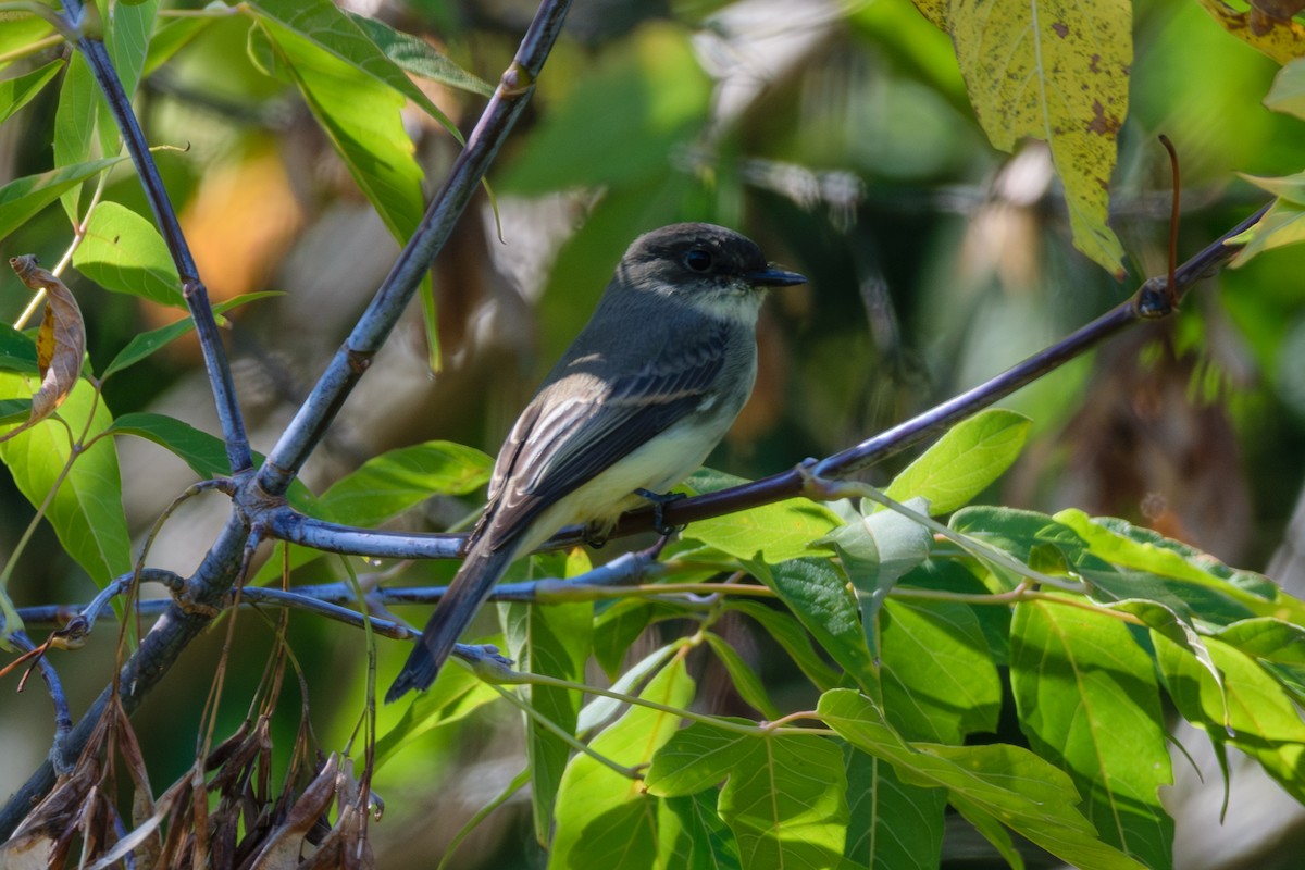 Eastern Phoebe - ML624794926