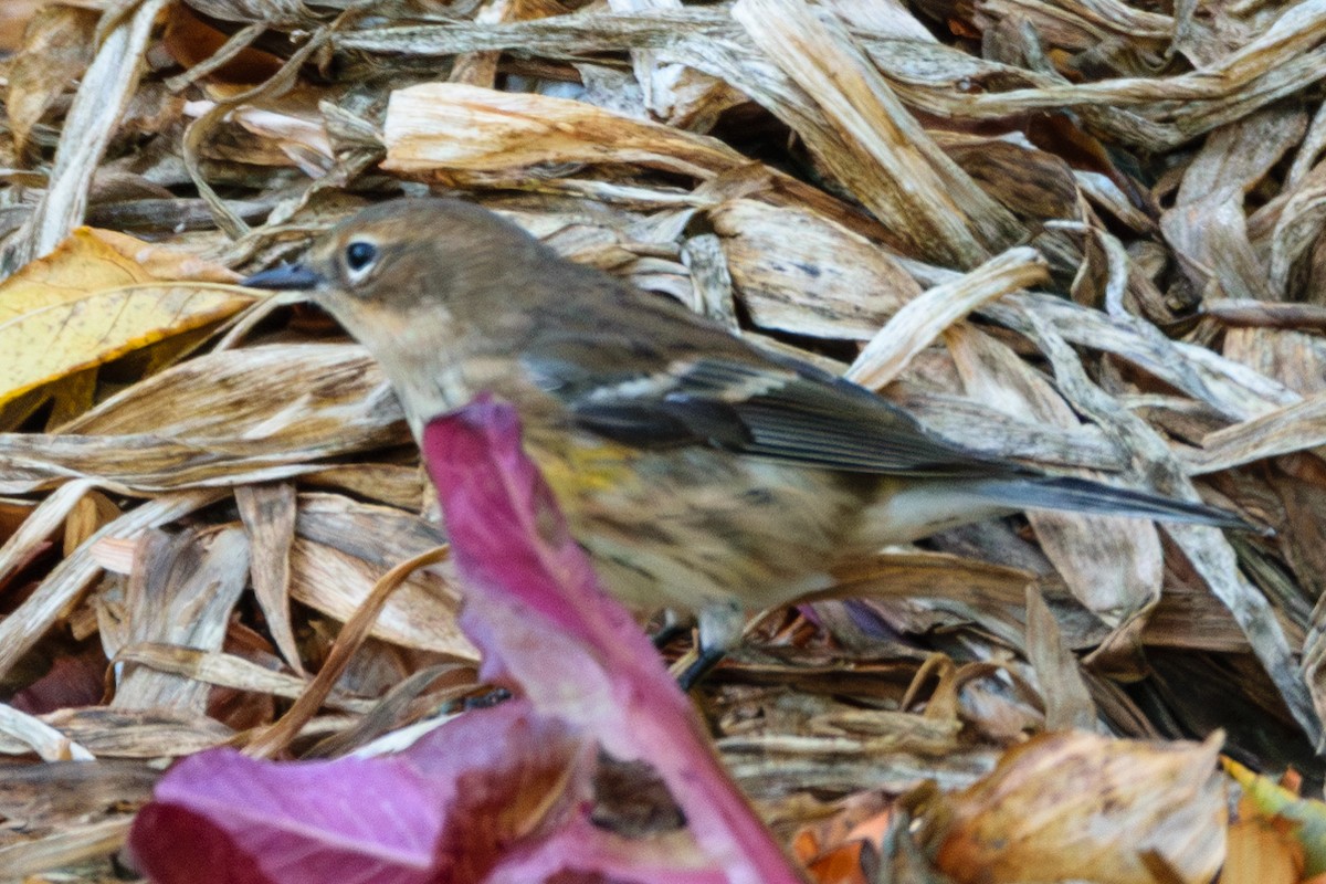 Yellow-rumped Warbler - ML624794942
