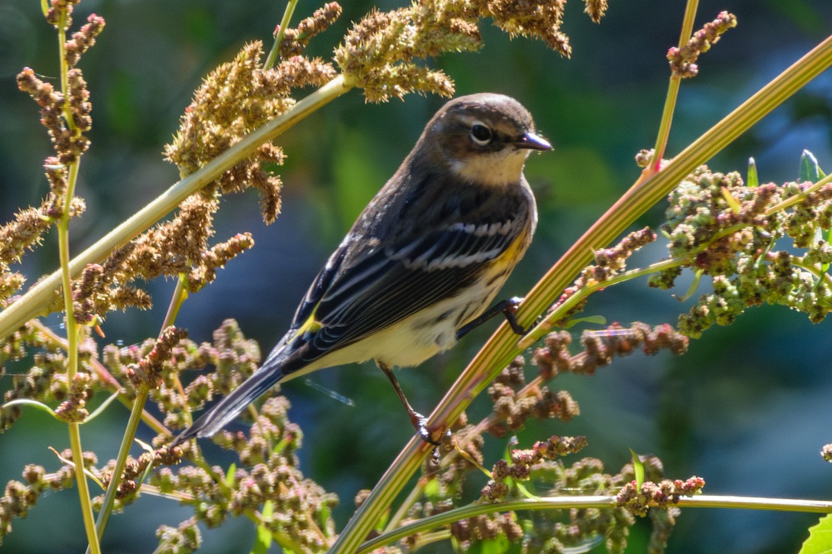 Yellow-rumped Warbler - ML624794943
