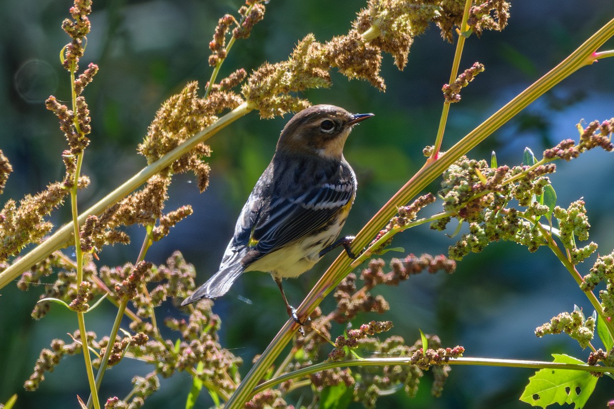 Yellow-rumped Warbler - ML624794944