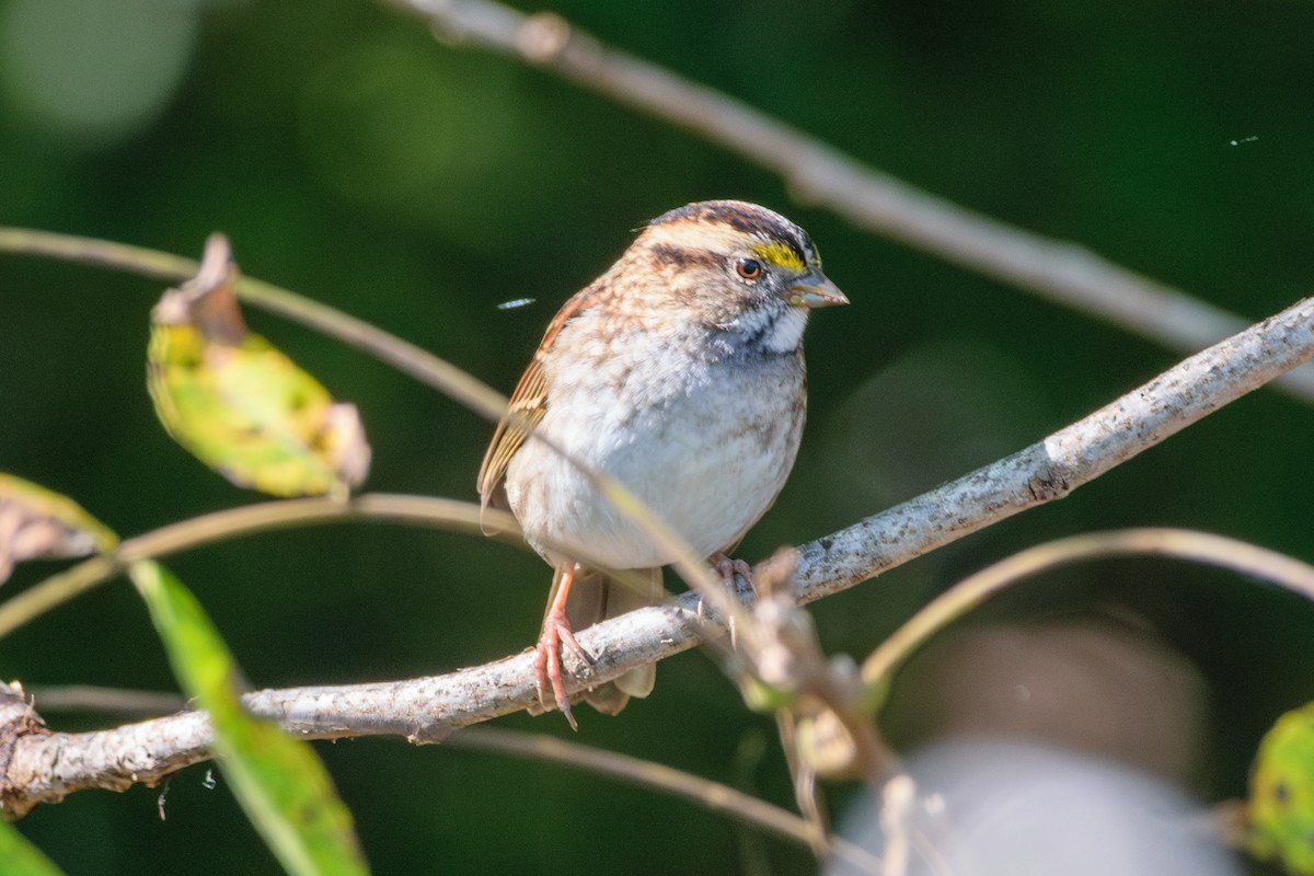 White-throated Sparrow - ML624794949