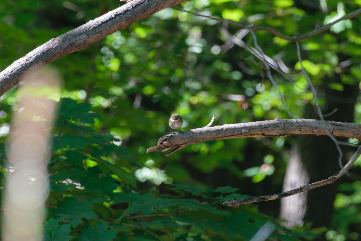 Yellow-rumped Warbler - ML624794955