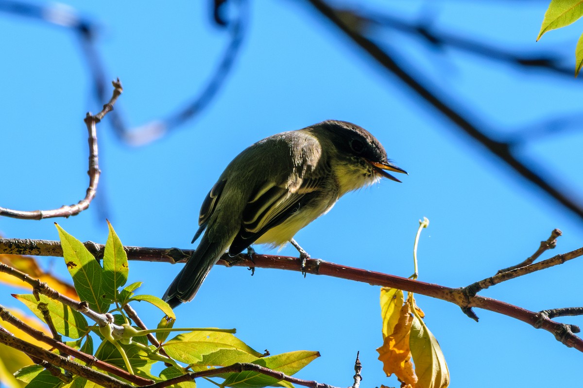 Eastern Phoebe - ML624794965