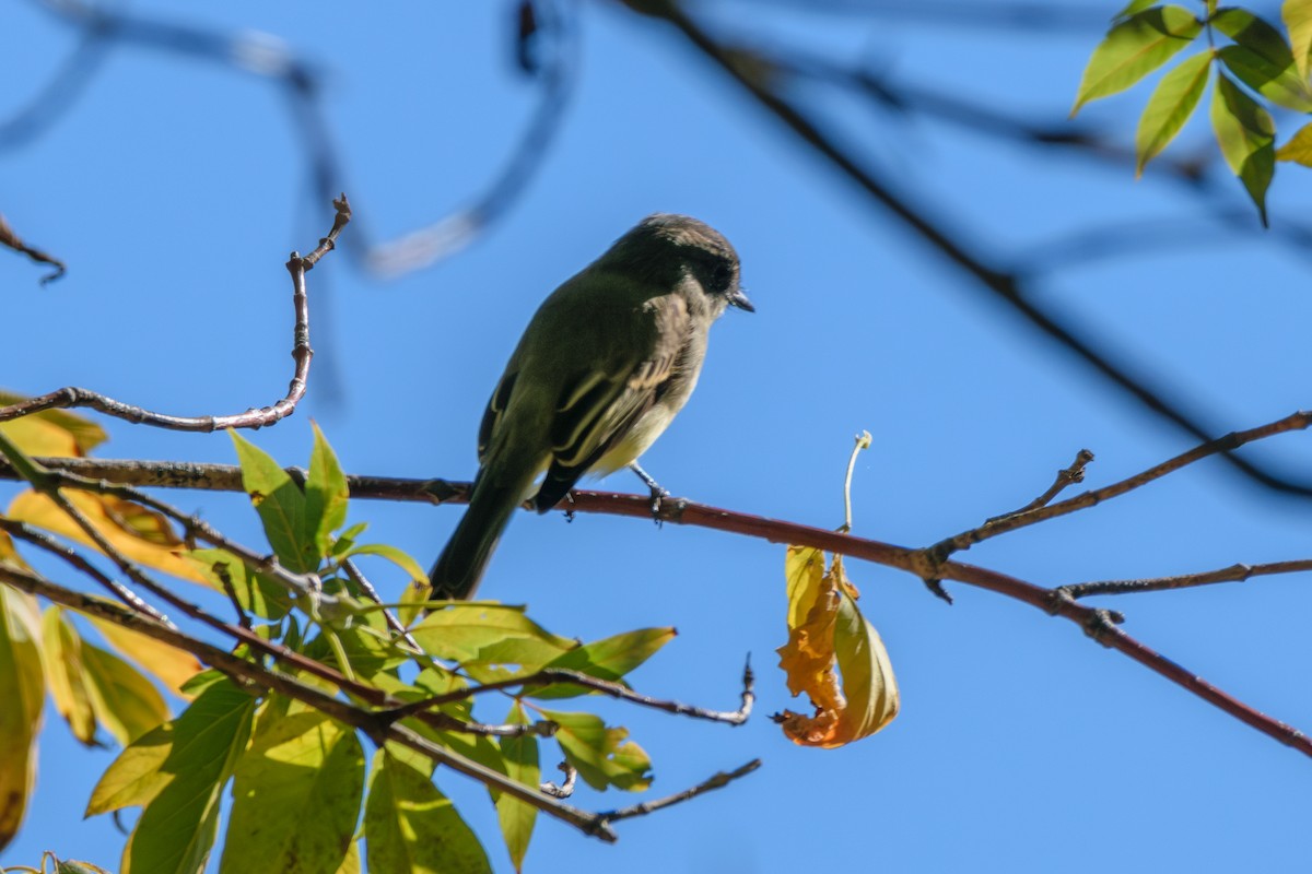 Eastern Phoebe - ML624794966