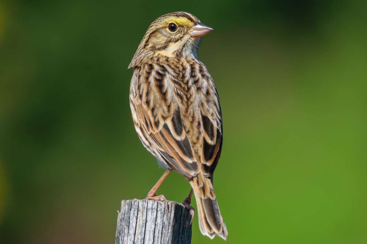 Savannah Sparrow - ML624794976