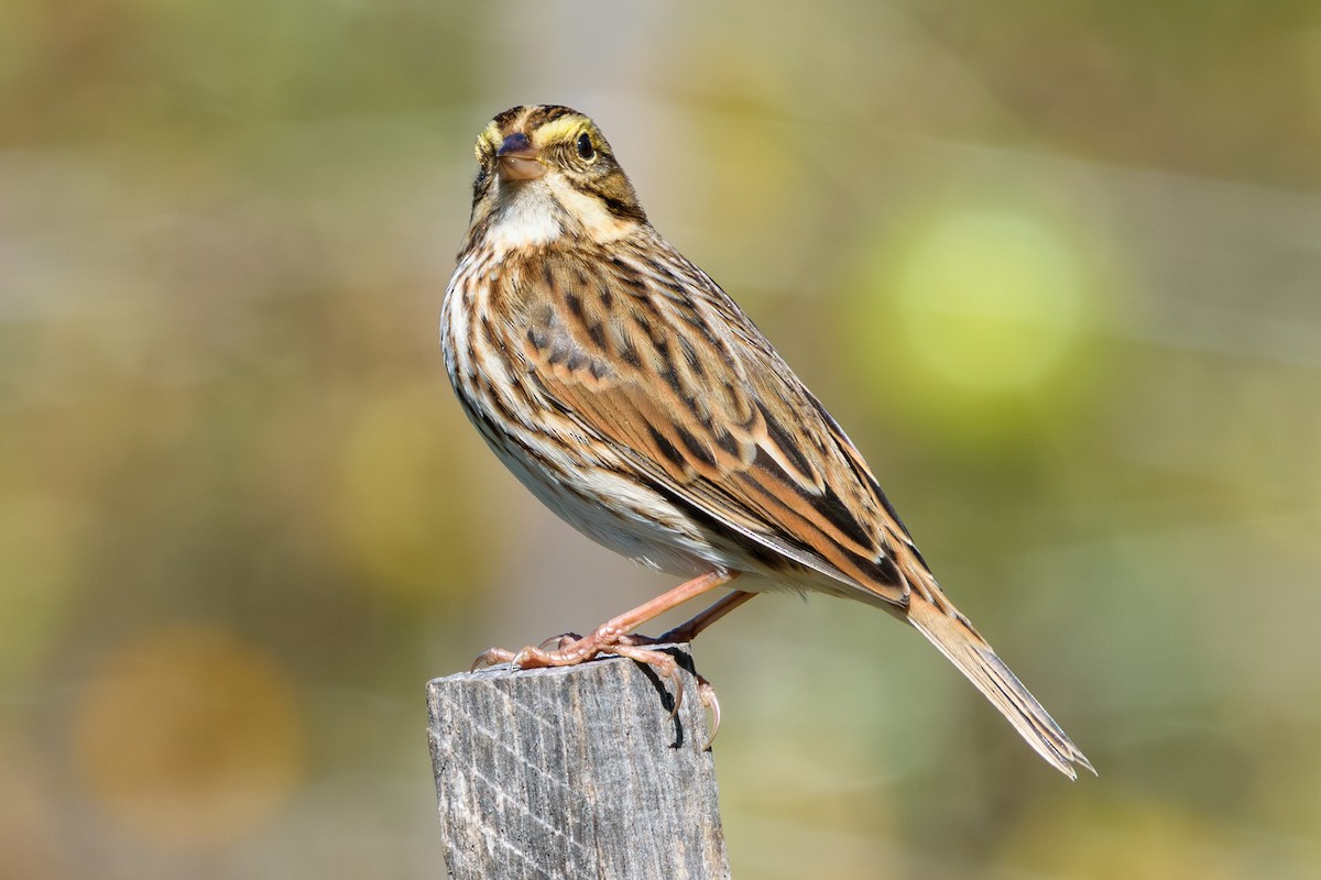 Savannah Sparrow - ML624794977
