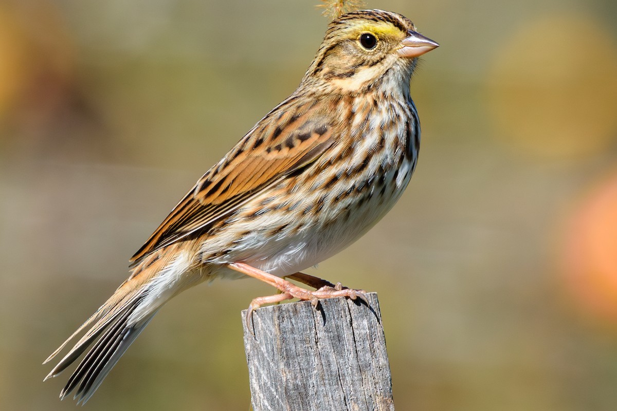 Savannah Sparrow - ML624794978