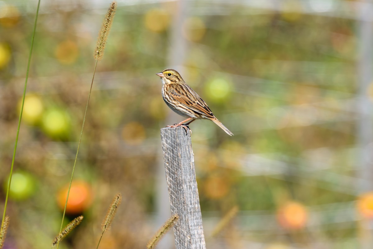 Savannah Sparrow - ML624794979