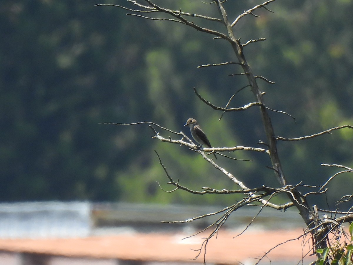 Greater Pewee - ML624795193