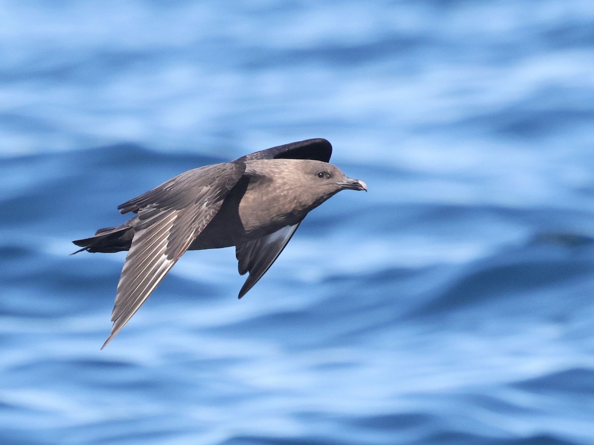 South Polar Skua - ML624795200