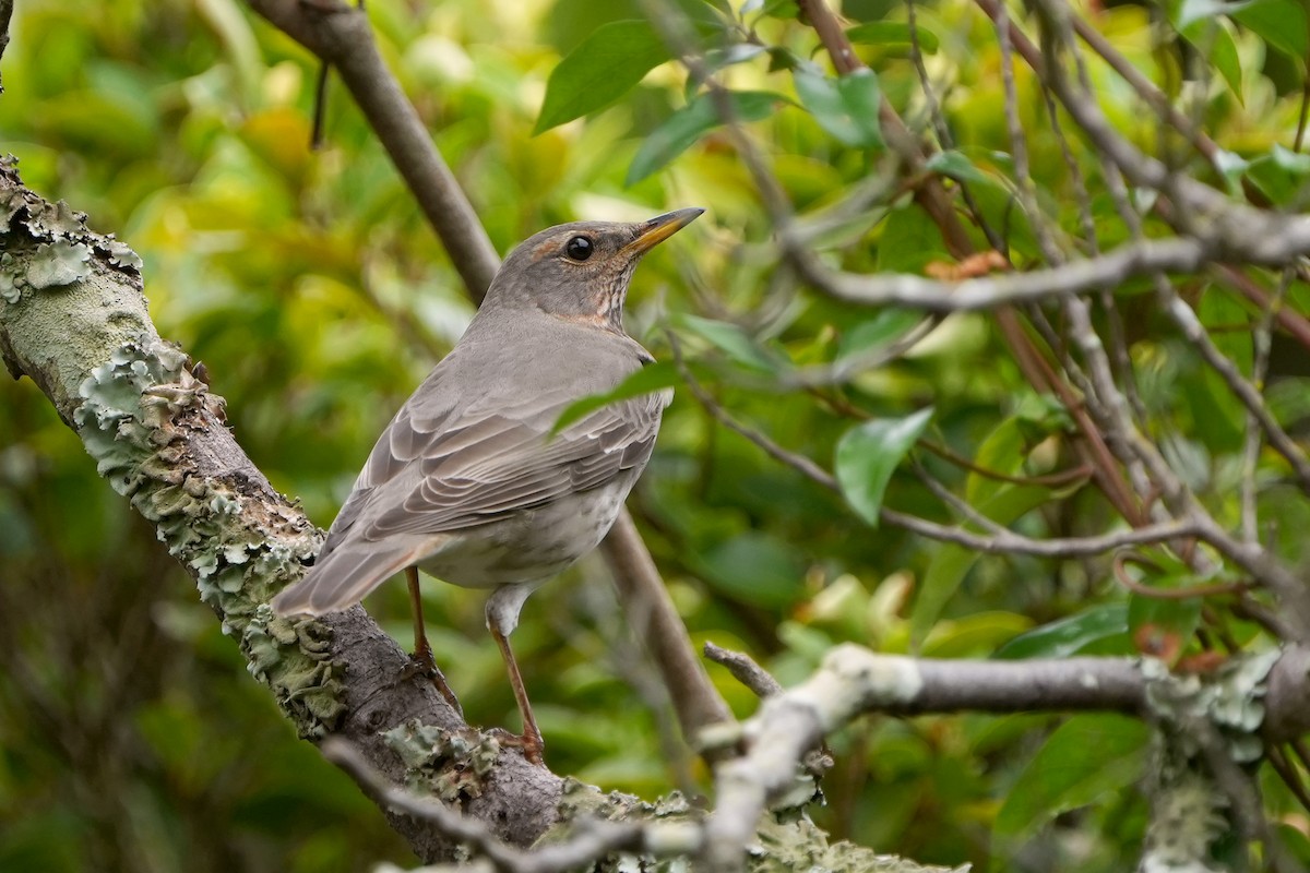 Red-throated Thrush - ML624795266