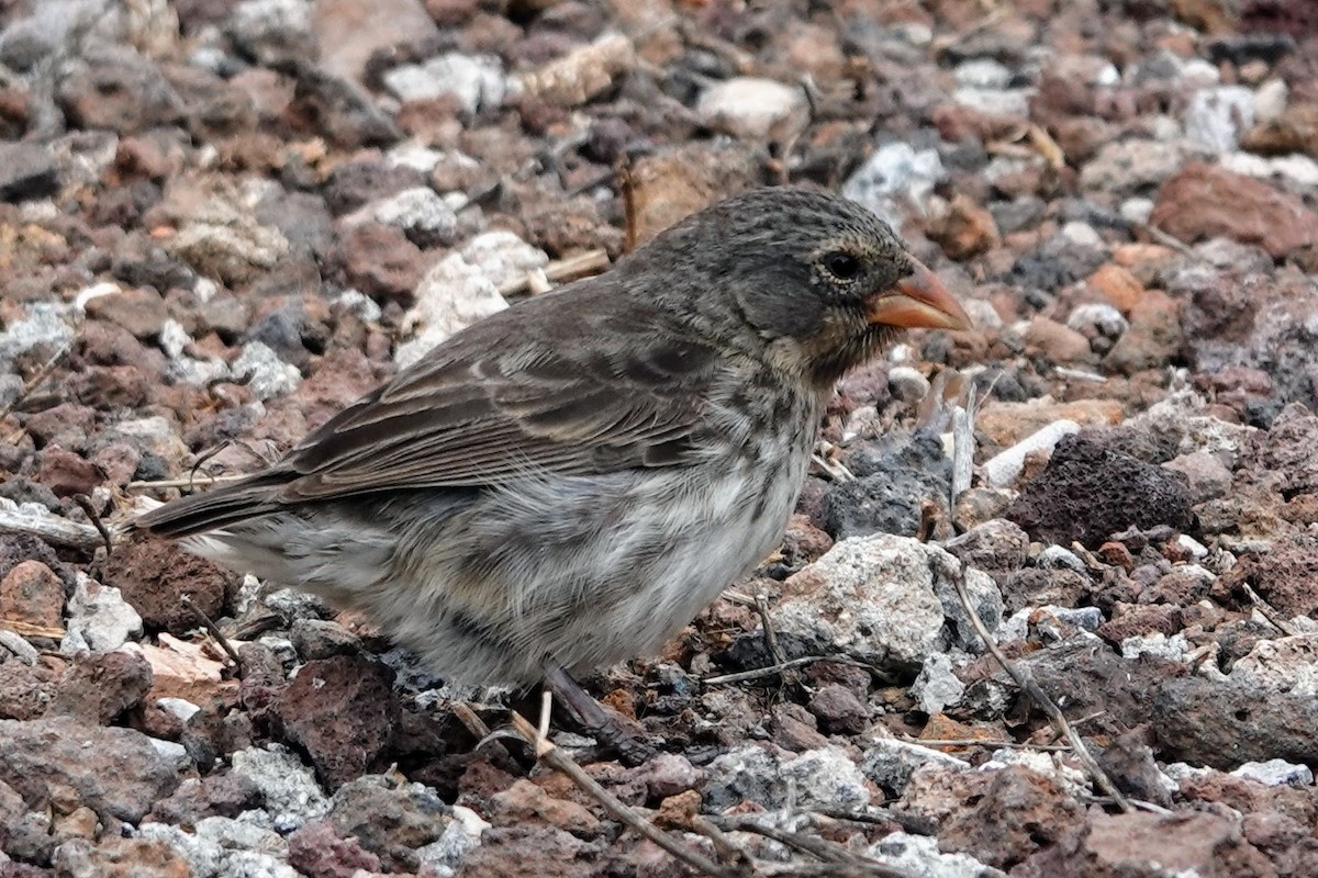 Medium Ground-Finch - ML624795446