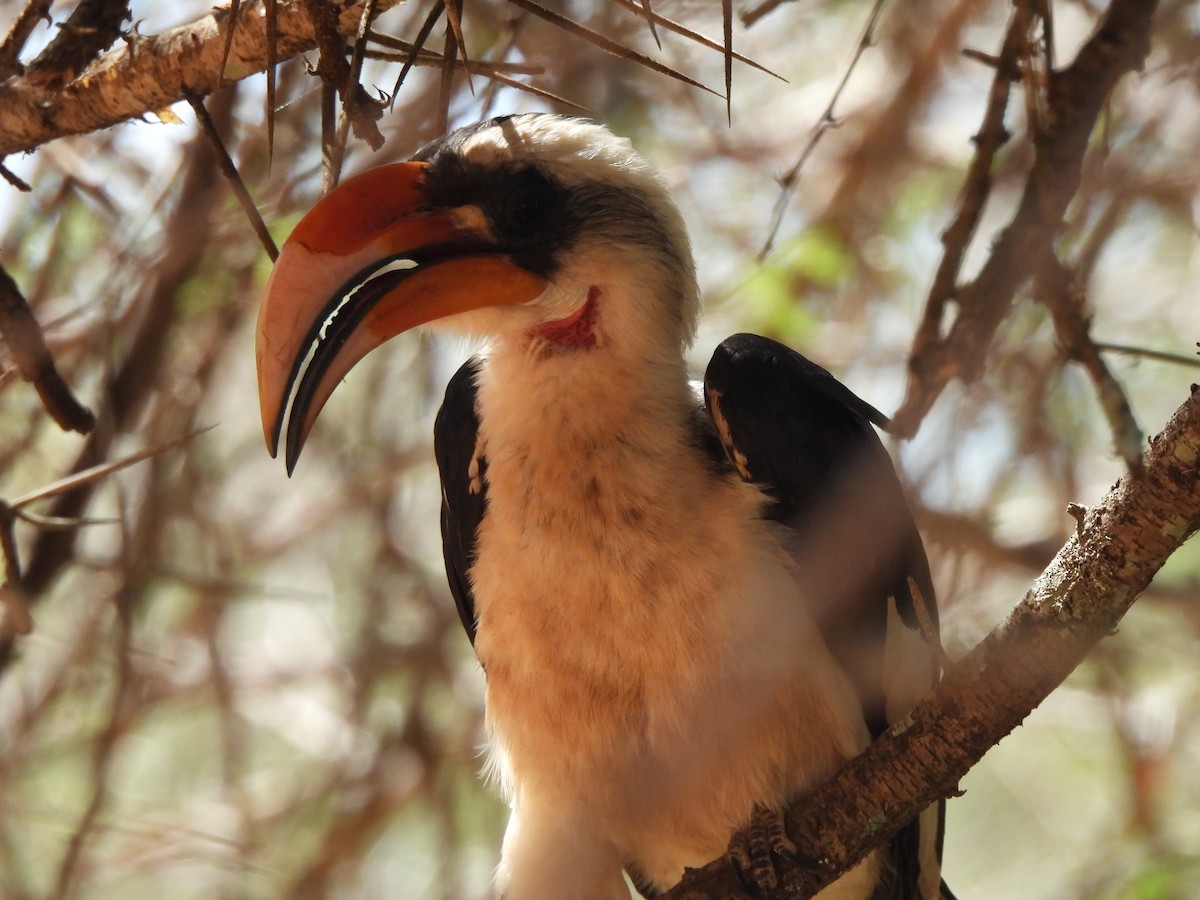 Von der Decken's Hornbill - Adrián Colino Barea