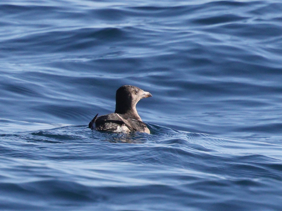 Rhinoceros Auklet - ML624795562