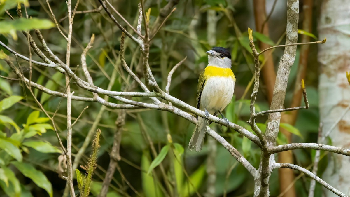 Green-backed Becard - ML624795723