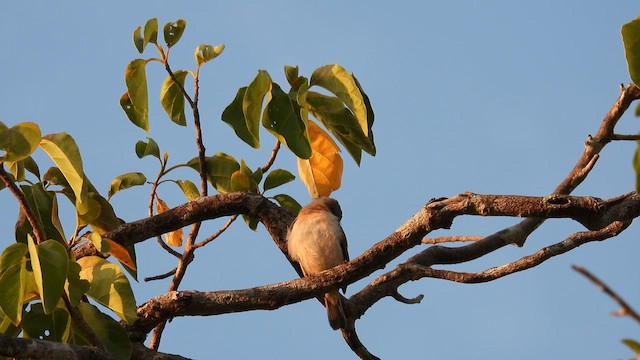 Мієлєро білогорлий - ML624795767