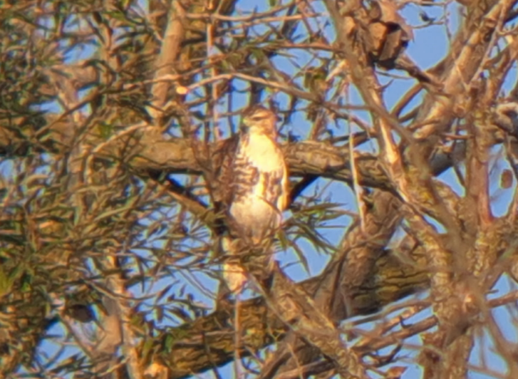 Red-tailed Hawk - ML624795780