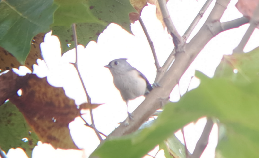 Tufted Titmouse - ML624795783