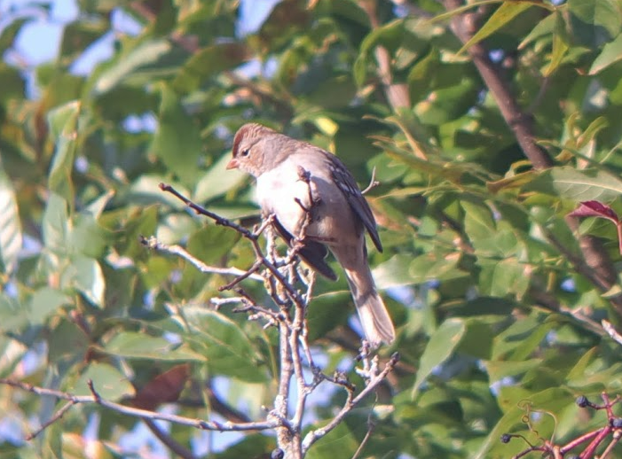 White-crowned Sparrow - ML624795788