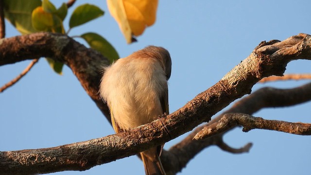 Мієлєро білогорлий - ML624795817