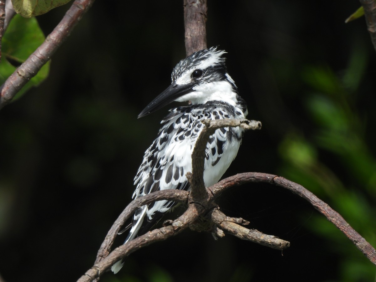 Pied Kingfisher - Adrián Colino Barea