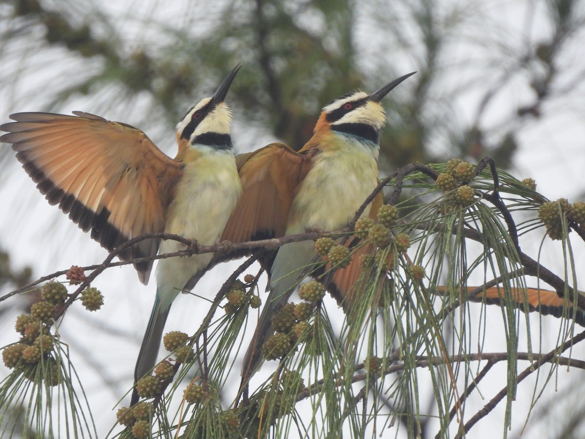White-throated Bee-eater - Adrián Colino Barea