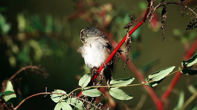 Swamp Sparrow - ML624796189