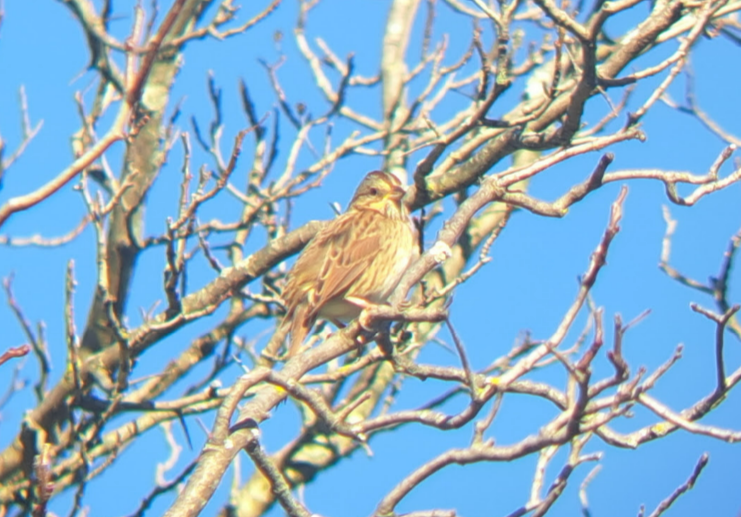 Lincoln's Sparrow - ML624796256