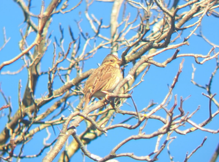 Lincoln's Sparrow - ML624796258