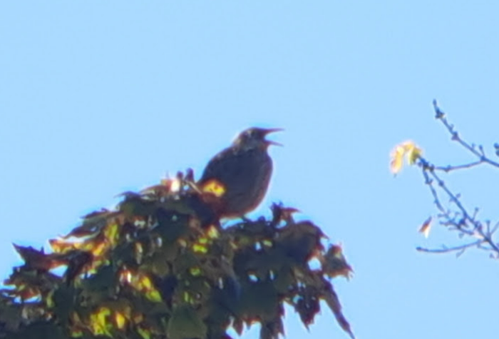 Eastern Meadowlark - ML624796268