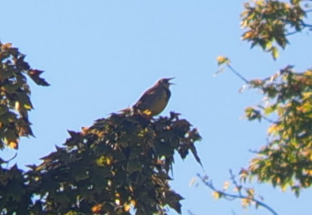 Eastern Meadowlark - ML624796271