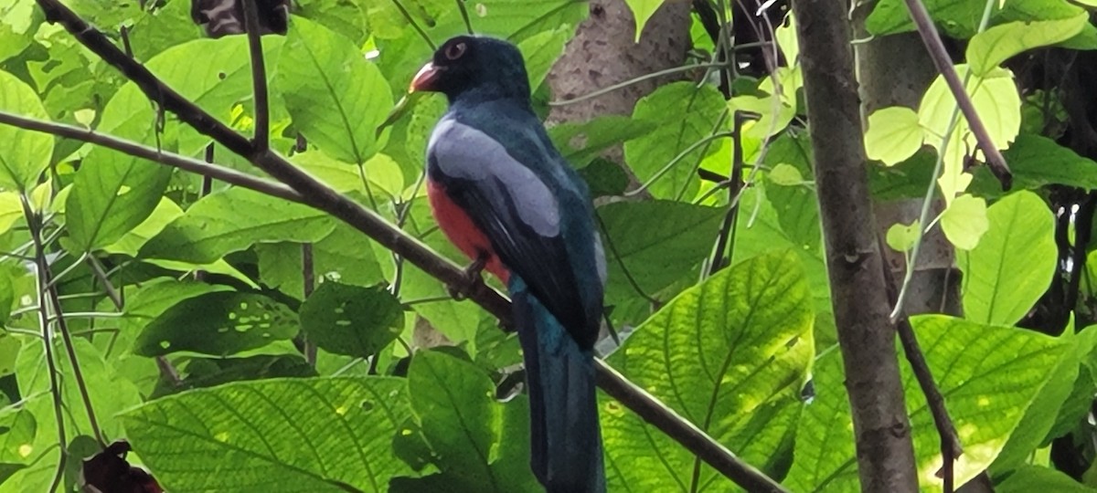 oransjenebbtrogon - ML624796294