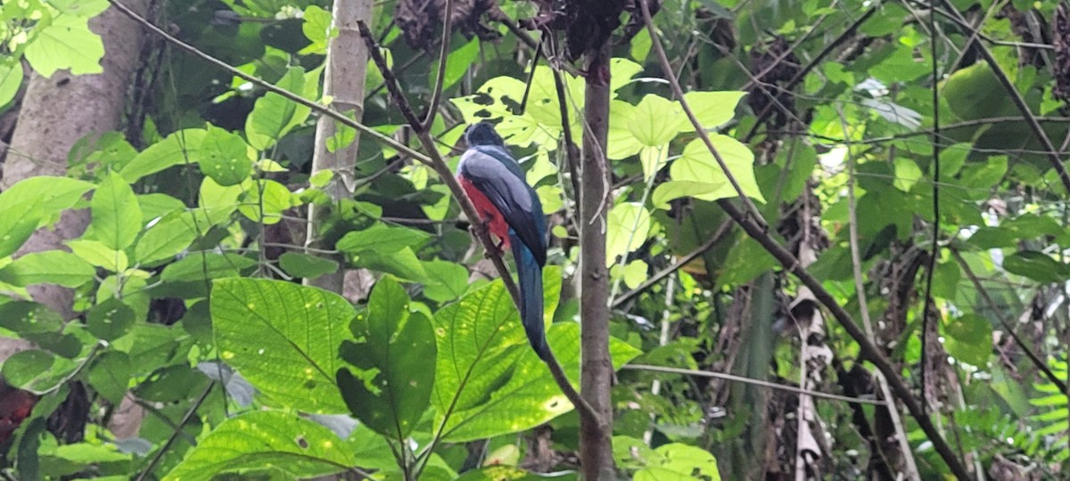 oransjenebbtrogon - ML624796296