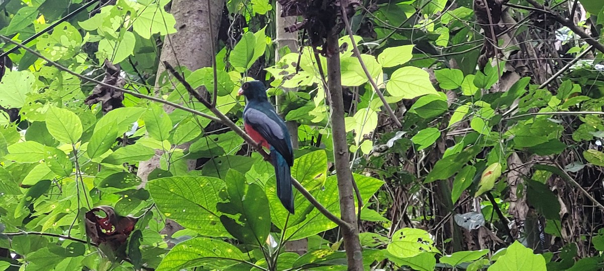 oransjenebbtrogon - ML624796297