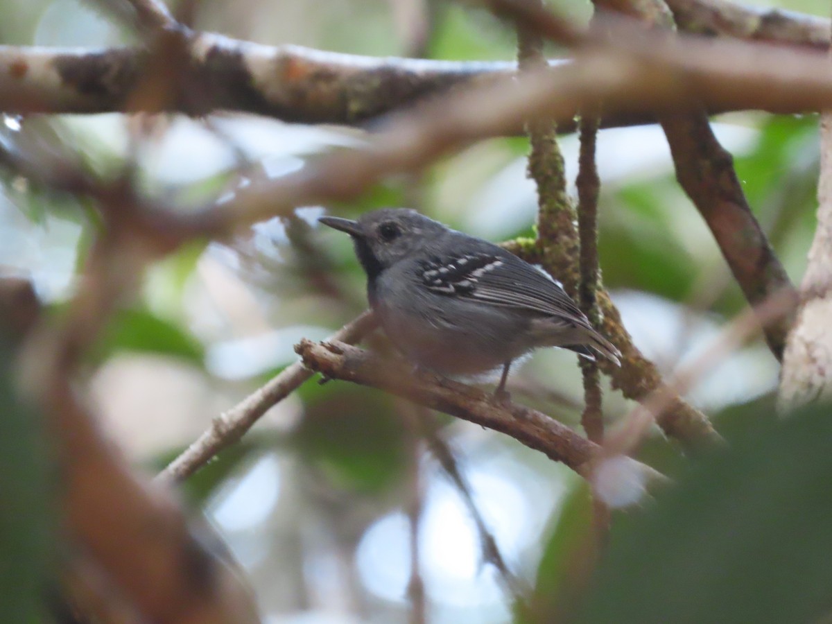 Band-tailed Antwren - ML624796480