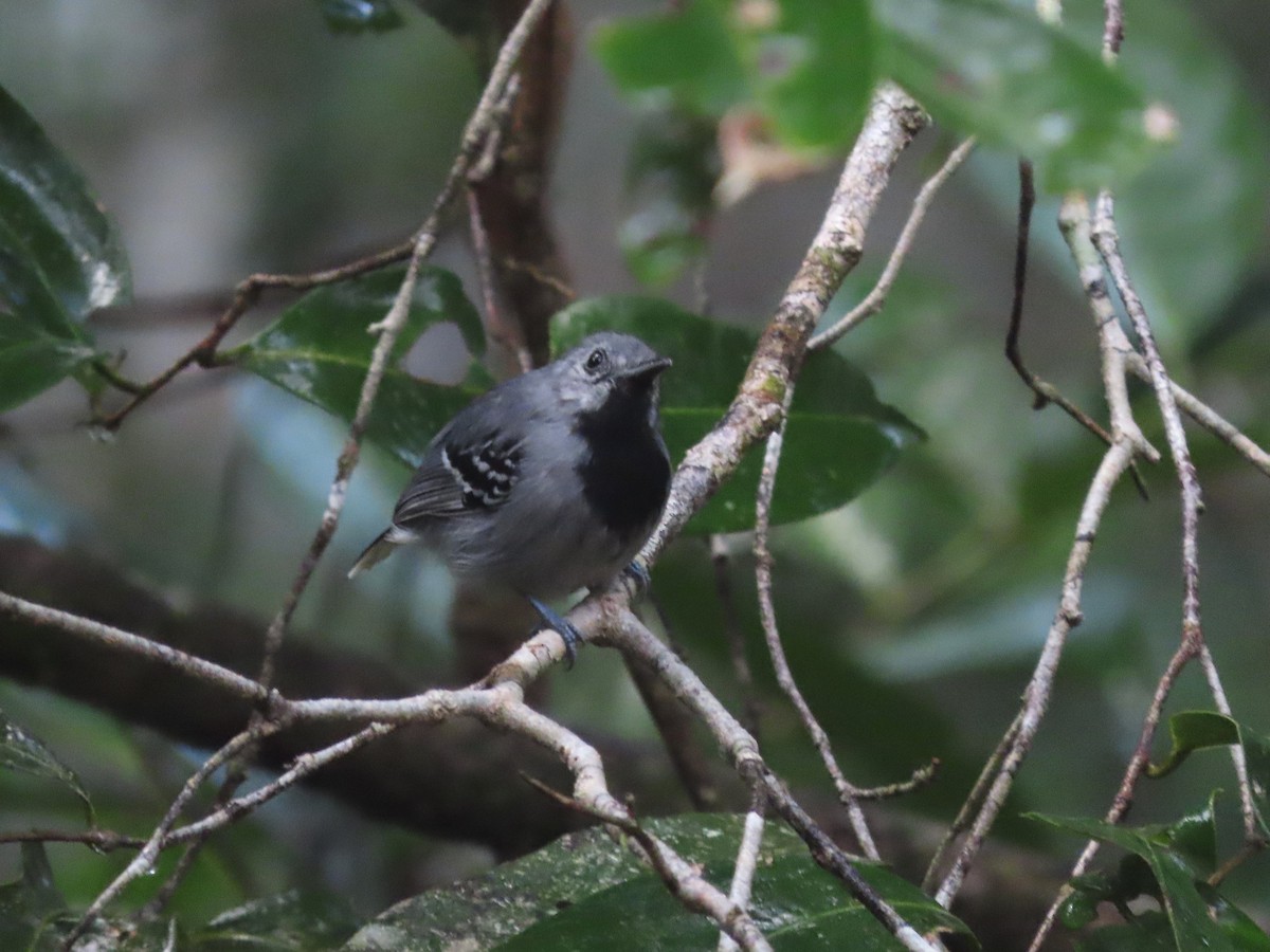 Band-tailed Antwren - ML624796483