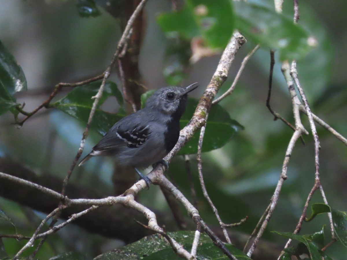 Band-tailed Antwren - ML624796484