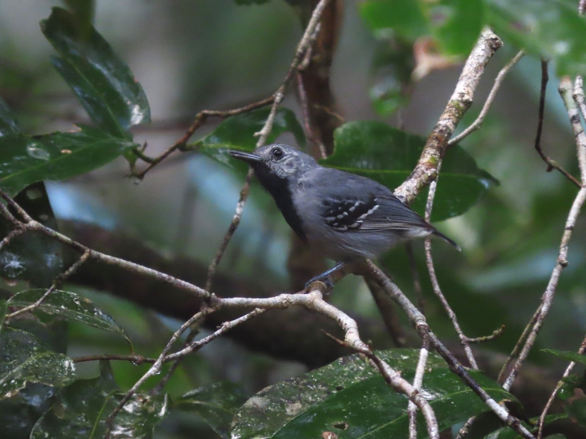 Band-tailed Antwren - ML624796485