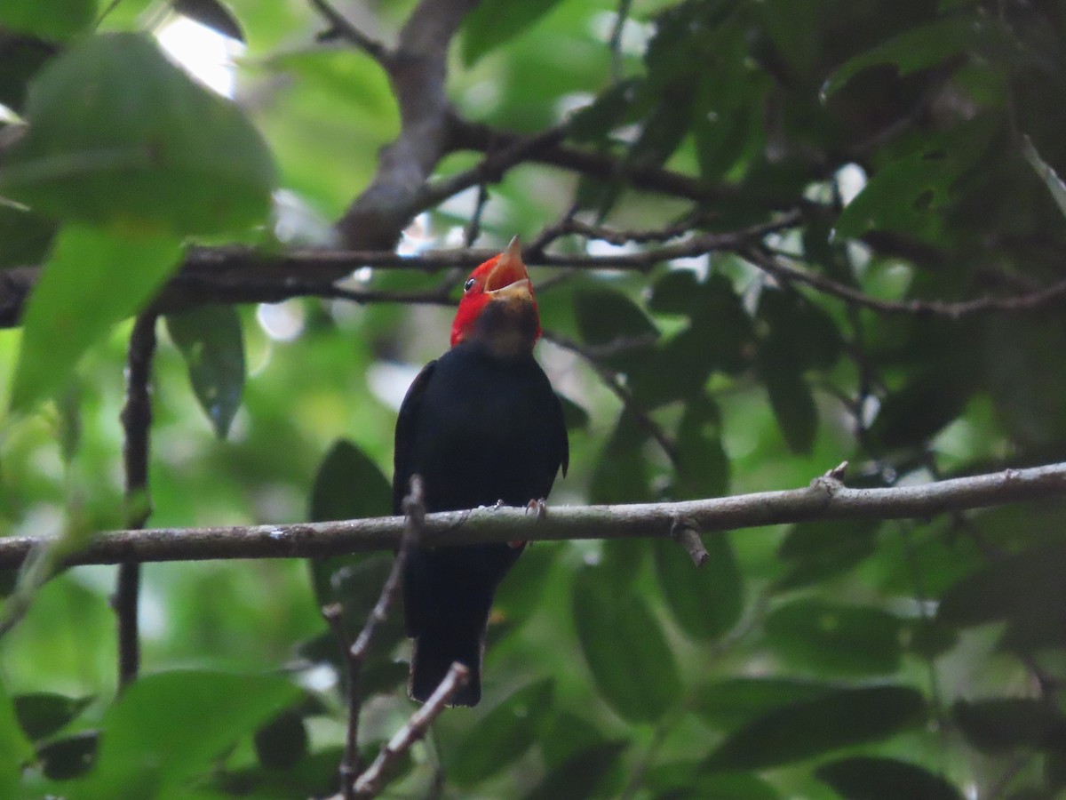 Red-headed Manakin - ML624796500